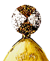 �����-���������� �����.