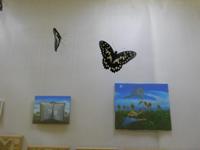 Выставка «Мир насекомых» в Саратовском областном музее краеведения