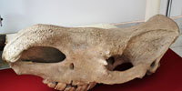 Череп доисторического носорога