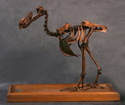 Скелет дронта Raphus cucullatus (Didus ineptus), конец XIX века