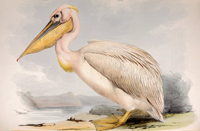 Лир Э. Розовый пеликан. Птицы Европы (из книги  Гульд Дж. Птицы Европы, 1837)