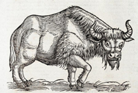 Одно из первых изображений зубра.  К. Геснер, «История животных», 1551. Из фондов ГДМ