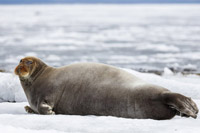 Кандалакшский заповедник: животные арктических островов. Фотовыставка Валентина Колинько