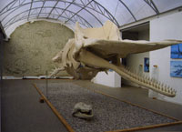 Выставка ''Исполины океана'' Музея мирового океана