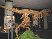 В  Саратовском музее краеведения открылась выставка ''Мир динозавров'' 