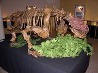 Скутозавр, возраст 245 млн. лет