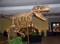 Трабозавр, возраст 75 млн. лет