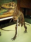 Скелет хищного динозавра тарбозавра