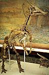 Скелет утконосого динозавра зауролофа
