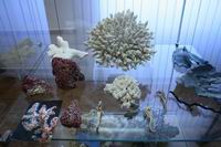 Выставка ''Тайны морских глубин''