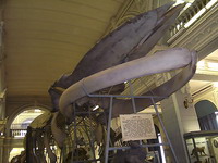 Скелет Синего кита. Зоологический музей, Петербург