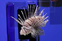 Выставка аквариумных рыб в Музее Мирового океана