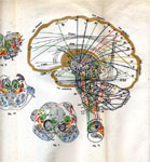 Иллюстрация к книге В.М. Бехтерева ''Пути мозга''