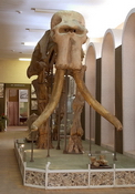Всемирный день слонов в Ставропольском музее-заповеднике