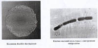 Коллекционный штамм микроорганизма Bacillus thuringiensis