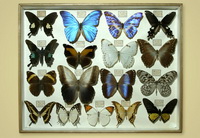 Экспонаты. Коллекция бабочек