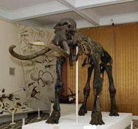 Скелет мамонта ( хазарского степного трогонтериевого  слона). Возраст ископаемой особи - 45-50 лет