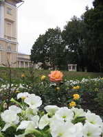 розы в цветниках Михайловского сада