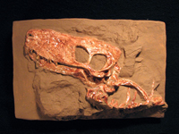 Череп ископаемой зверообразной рептилии горгонопса Vjatkogorgon