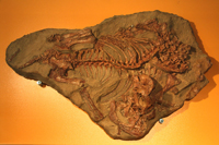 Cкелет ископаемой зверообразной рептилии вяткозуха Viatkosuchus sumini TATARINOV