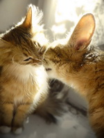 Наука о поцелуе