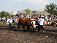 Гости праздника увидели вспашку ручным плугом на быках