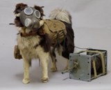 Собака-связист.  Военно-исторический музей артиллерии, инженерных войск и войск связи