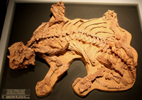 Скелет ископаемого ящера парейазавра Deltavjatia vjatkensis (Hartmann-Weinberg) 