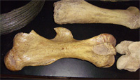 Берцовая кость мамонта