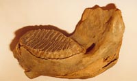 Челюсть мамонта. 150 млн. лет