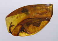 Образец янтаря с включением ископаемой ящерицы (Reptilia. Succinilacerta)