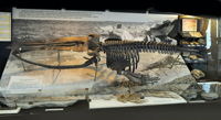 Скелет ископаемого кита-цетотерия. Фото Шерстюковa  М.П. 