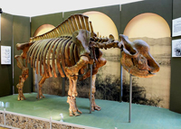 Скелет ископаемого носорогообразного зверя эласмотерия сибирского. Возраст - 500-700 тыс. лет