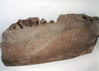 Нижняя челюсть колоссального плиозавра