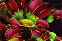 Вене́рина мухоло́вка (лат. Dionaea muscipula)