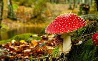 ''Грибное царство'': грибы с точки зрения биологии и кулинарии