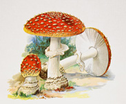''Грибное царство'': грибы с точки зрения биологии и кулинарии