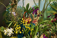 Выставка орхидей в Биомузее