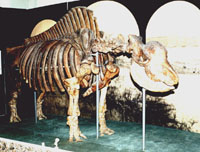 Первый в мире реставрированный скелет сибирского эласмотерия