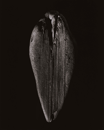   Shizuka, 2012-2014 Yamamoto Masao, Courtesy of Etherton Gallery, Arizona U.S.A.