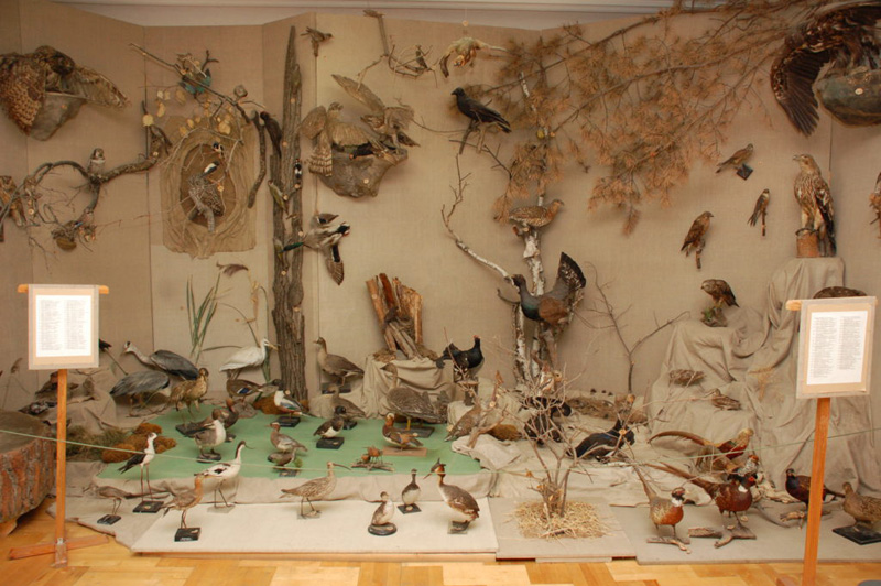 Музейная коллекция чучел птиц