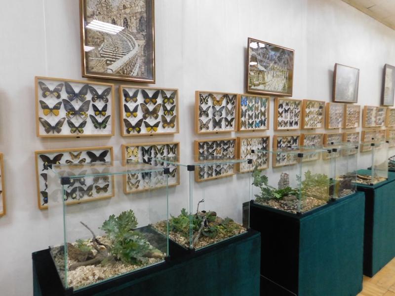 Выставка «Мир насекомых» в Саратовском областном музее краеведения