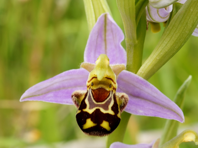 Bumblebee orchid (Ophrys Bombyliflora)