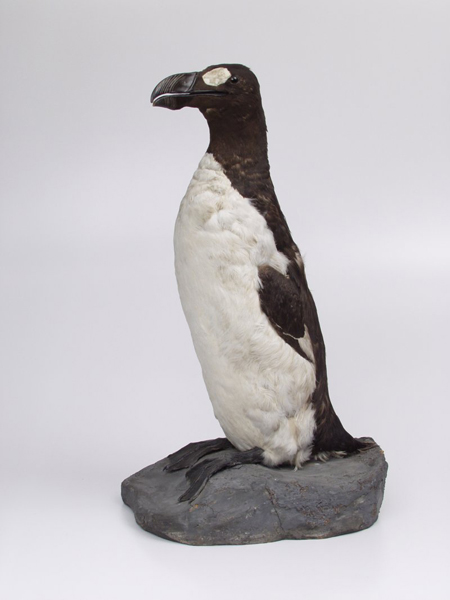 .   Pinguinus impennis (L.,1758). . 1913