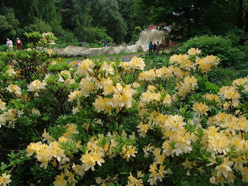 Рододендрон мягкий и водный партер (на заднем плане). Ботанический сад МГУ 