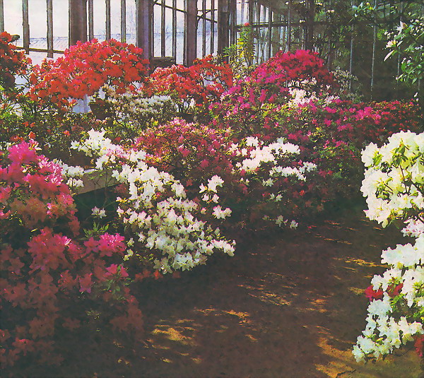 Цветущие азалии. Петербург, Ботанический сад
