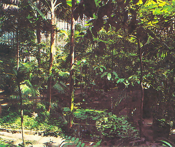 Большая пальмовая оранжерея. Ботанический сад, Петербург