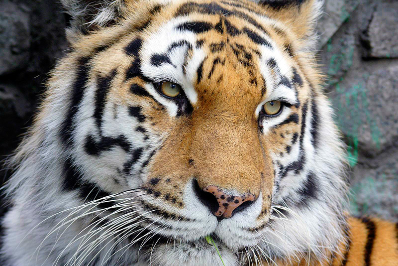 Тигр. Ленинградский зоопарк