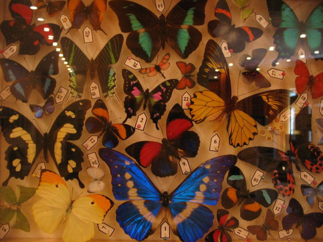 Бабочки в Саратовском музее краеведения