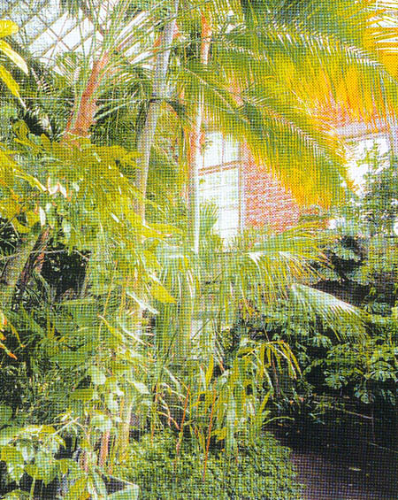 Пальмовая оранжерея